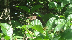 Antigonus erosus