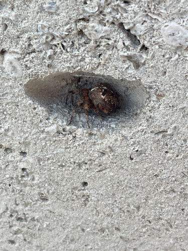 Cross Orbweaver