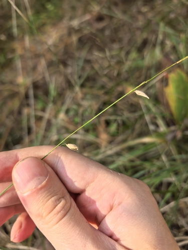 Melica nutans observed 2026-09-26