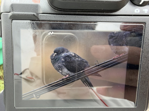 Feral Pigeon