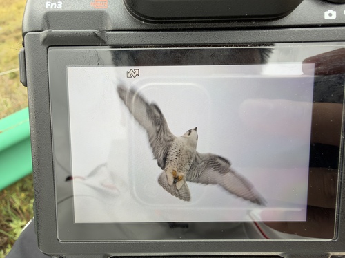 Peregrine Falcon