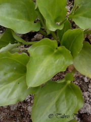 Typhonium flagelliforme