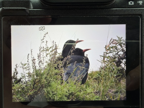 Red-billed Chough