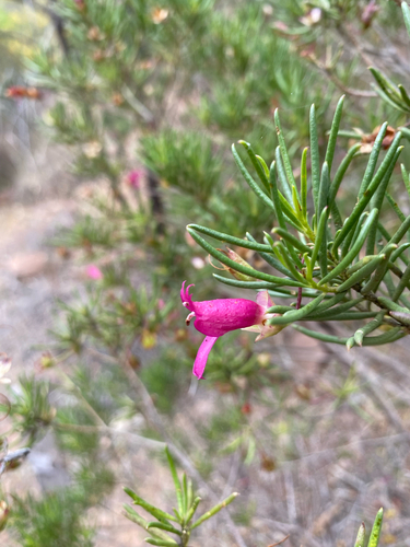 Narrow-leaved Poverty Bush