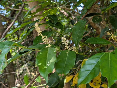 Itea parviflora observed 2026-09-21