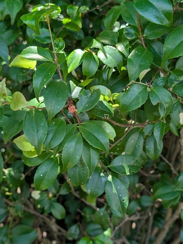 Symplocos sumuntia observed 2026-09-21
