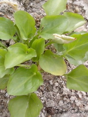 Typhonium flagelliforme