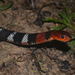 Orange-lipped Keelback - Photo (c) Brian Martin, some rights reserved (CC BY-NC), uploaded by Brian Martin