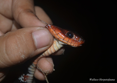 Rhabdophis flaviceps