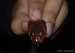 Rhabdophis flaviceps