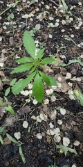 Cannabis sativa spontanea