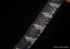 Rhabdophis flaviceps