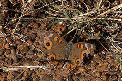 Junonia villida calybe
