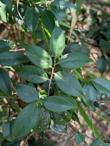 Symplocos sumuntia observed 2026-09-21