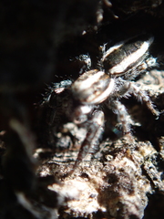 Pseudicius encarpatus