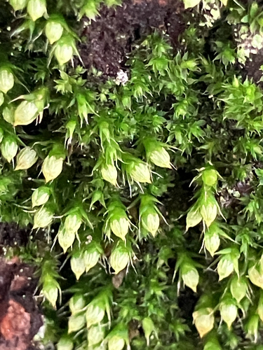 Venturiella sinensis observed 2026-09-30