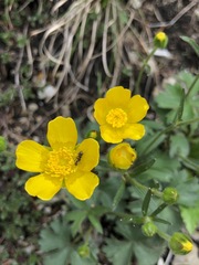 Ranunculus montanus