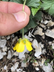 Ranunculus montanus