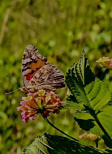 Painted Lady