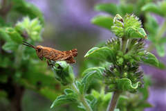 Phaulacridium vittatum