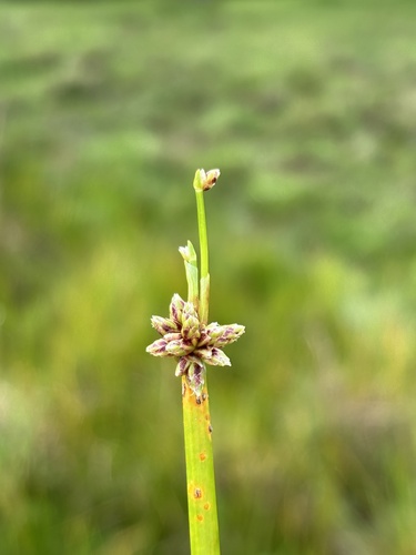 Isolepis prolifera observed 2026-09-30