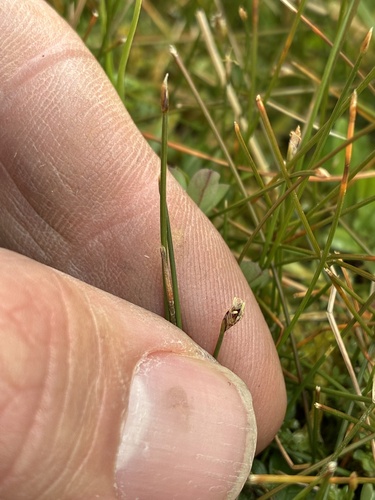 Eleocharis gracilis observed 2026-09-30