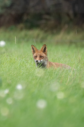 Red Fox
