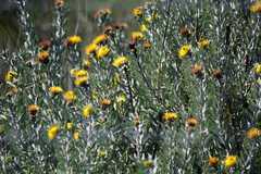 Leucospermum rodolentum