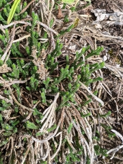 Selaginella corallina