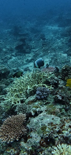 Chaetodon reticulatus observed 2026-09-30