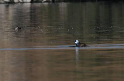 White-headed Duck