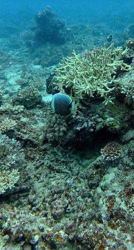 Chaetodon reticulatus observed 2026-09-30
