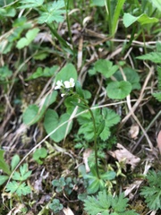 Arabis ciliata