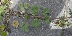 Potentilla tobolensis