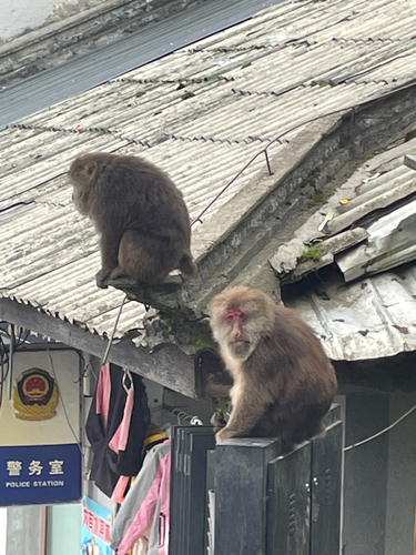 Tibetan Macaque