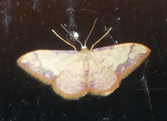 Idaea ostrinaria