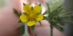 Potentilla tobolensis