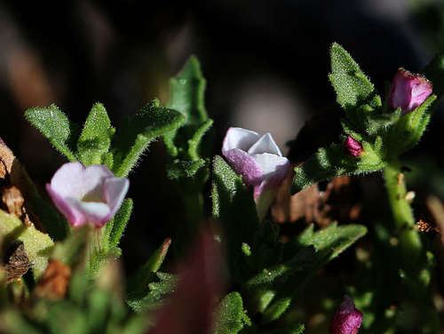 Image of Gratiola pubescens by (c) Lorraine Phelan, some rights reserved (CC BY)