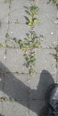 Potentilla tobolensis