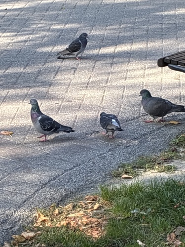 Feral Pigeon