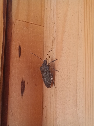 Brown Marmorated Stink Bug