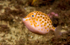 Anoplocapros inermis