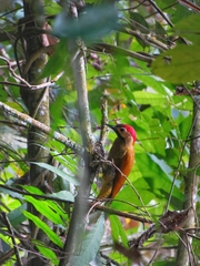 Colaptes rubiginosus