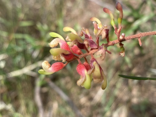 Rough Grevillea