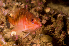 Hypoplectrodes maccullochi