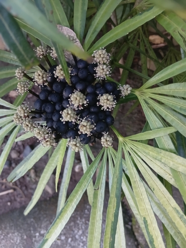 Osmoxylon observed 2026-09-30