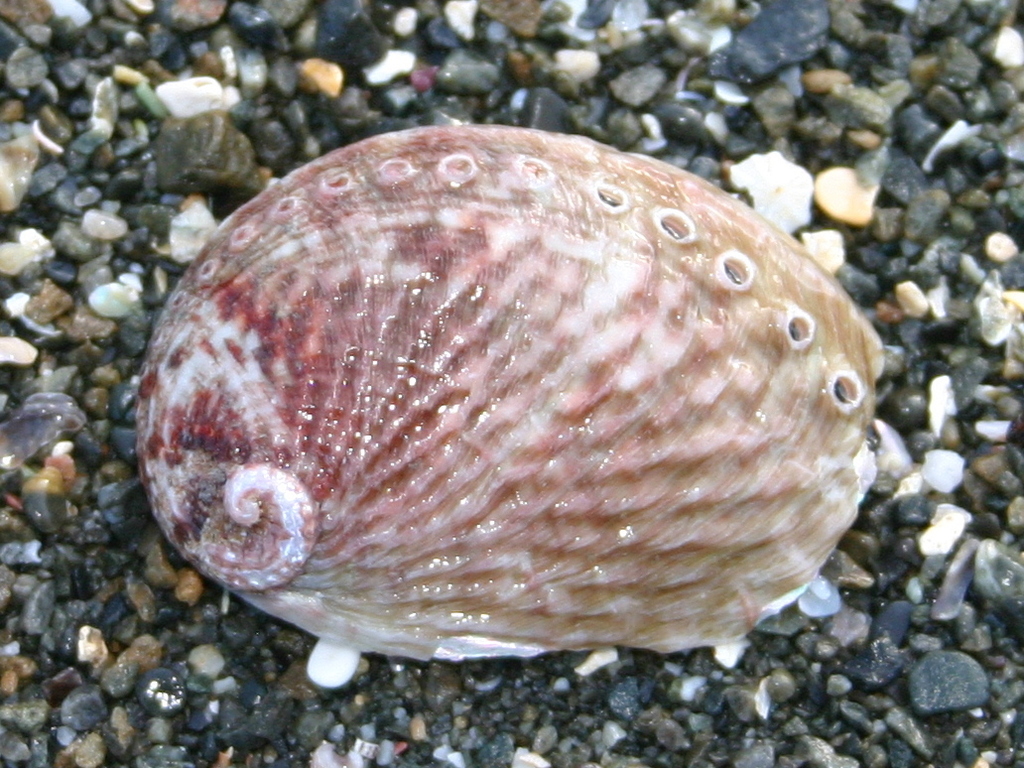 Keyhole Limpets, Abalone, and Allies