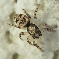 Salticus cingulatus