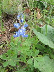 Lupinus subcarnosus