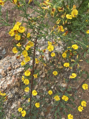 common eutaxia